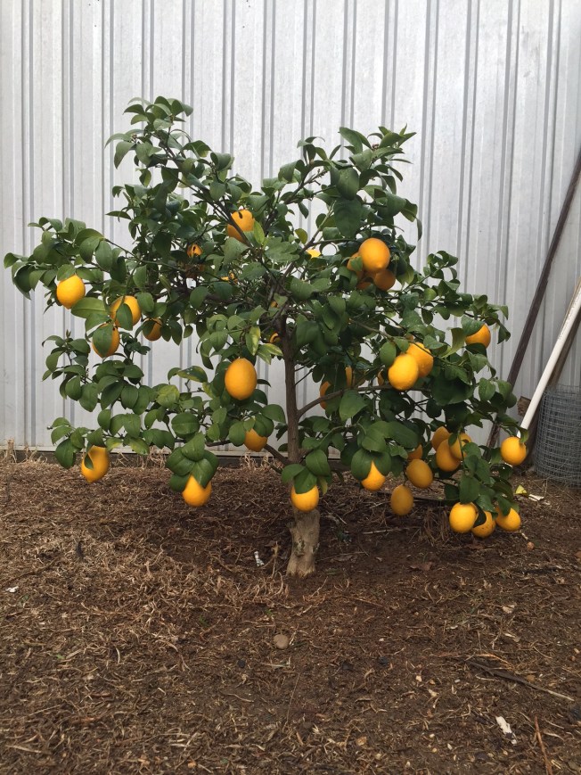 Lemon Tree